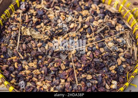 Kopi luwak oder Civet-Kaffee, Kaffeebohnen, die von der Civet ausgeschieden werden Stockfoto