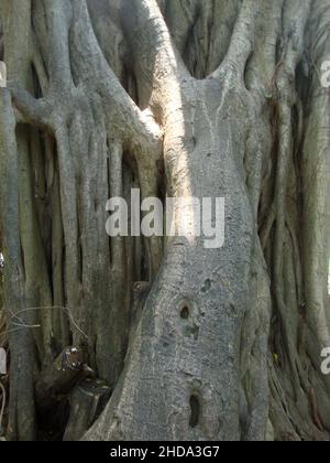 Vertikale Aufnahme eines banyan-Baumes in Puerto Vallarta, Mexiko Stockfoto