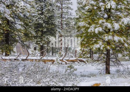 Schneebedeckte Pinien, frische Kraft auf dem Boden, die Schönheit der Natur. Stockfoto