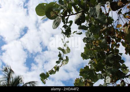 Blauer Himmel Hintergrund mit Baumblättern hängen von einem Ast. Stockfoto