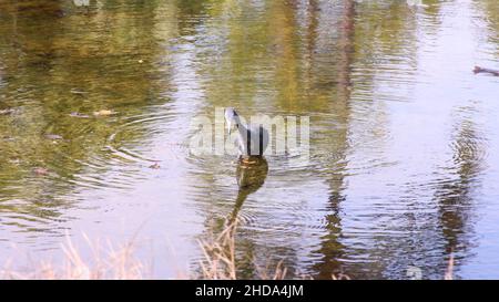 schwanenvögel im Wasser Stockfoto