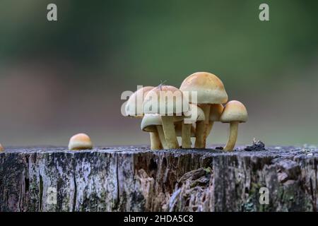 Geclusterte Waldliebpilze (Hypholoma fasciculare) wachsen aus einem Stumpf, eine Fliege sitzt auf einem der Pilze. Stockfoto