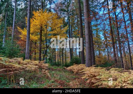 Herbstliche Waldlandschaft Stockfoto
