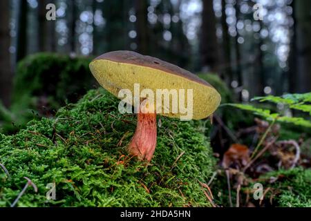 Roter Krackpilz (Zungenpilz) Stockfoto