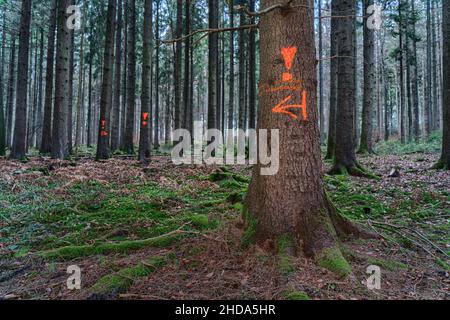 Markierungen auf Bäumen im Wald Stockfoto