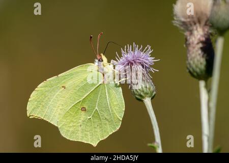 Gemeiner Schwefel-Schmetterling (Gonepteryx rhamni) saugt Nektar aus einer Distelblüte Stockfoto