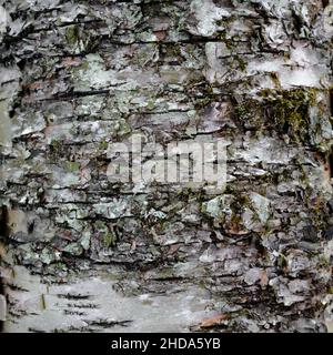 Eine Nahaufnahme der weißen Birkenrinde am Stamm eines Baumes mit tiefen Rissen und grünen Flechten. Stockfoto