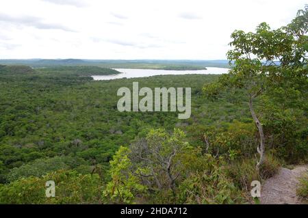 Blick auf die vegetation der amazonas-Savanne in der Stadt Alter do Chão, im Bundesstaat Pará, Brasilien. Stockfoto