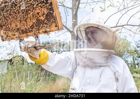 Ein Imker schaut genau auf einen Wabenrahmen auf reichlich vorhandenen Bienen Stockfoto
