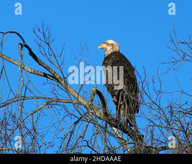 Unreifer Weißkopfseeadler, Haliaeetus leucocephalus, CECP 2016 Stockfoto
