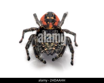 P1010026 Johnsons springende Spinne, Phiddipus johnsoni, isoliert, CECP 2018 Stockfoto