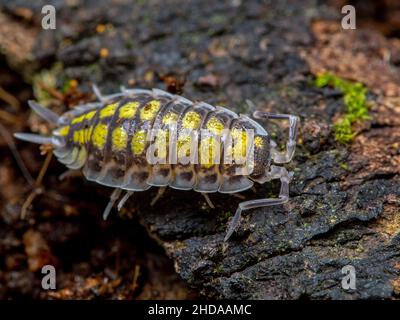 Rückenansicht eines bemalten Sauerkäfer, Porcellio haasi, auf Holz, CECP 2018 Stockfoto