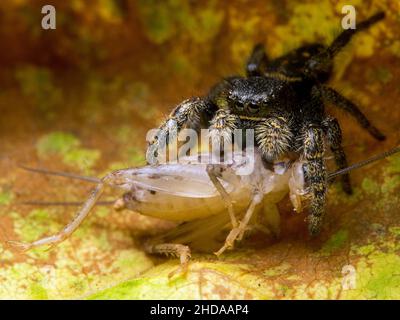 Unreife weibliche Johnson-Spinne, Phidippus johnsoni, füttert an einer Cricket, CECP 2014 Stockfoto