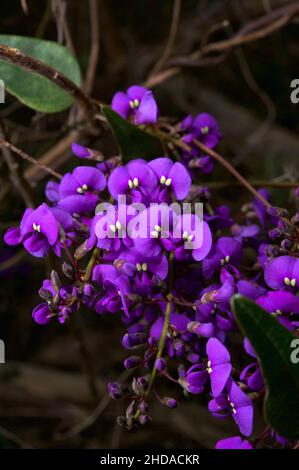 Hardenbergia violacea ist eine der wenigen Pflanzen, die durch ihren Eigennamen besser bekannt ist, als ihr gemeinsamer Name, der False Sarsparilla, ist. Stockfoto