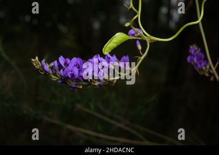 Hardenbergia violacea ist eine der wenigen Pflanzen, die durch ihren Eigennamen besser bekannt ist, als ihr gemeinsamer Name, der False Sarsparilla, ist. Stockfoto