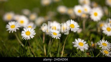 Selektiver Fokus von schönen Kamillenblüten, die auf einem Feld blühen Stockfoto
