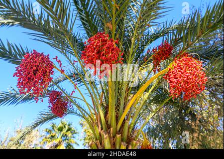 Palme mit grünen Blättern und Datteln auf ihnen. Wunderschöne Palmen mit Datteln am blauen Himmel im Park von Sanliurfa, Türkei Stockfoto