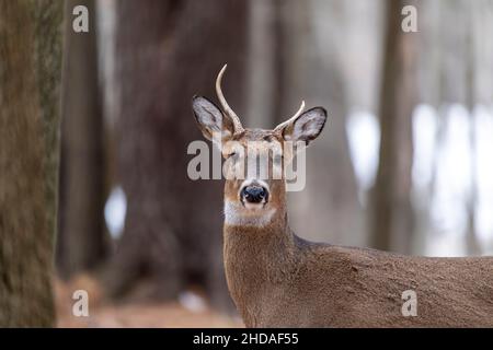 Der Weißschwanzhirsch (Odocoileus virginianus). Sehr altes Hotel Stockfoto