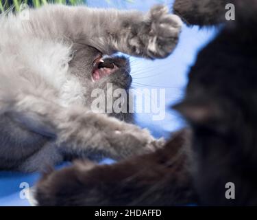 Lustige Nahaufnahme von zwei Katzen spielen Kämpfe, eine auf seinem Rücken mit offenem Mund. Stockfoto