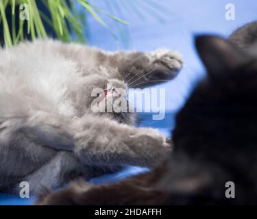 Lustige Nahaufnahme von zwei Katzen spielen Kämpfe, eine auf seinem Rücken mit offenem Mund. Stockfoto