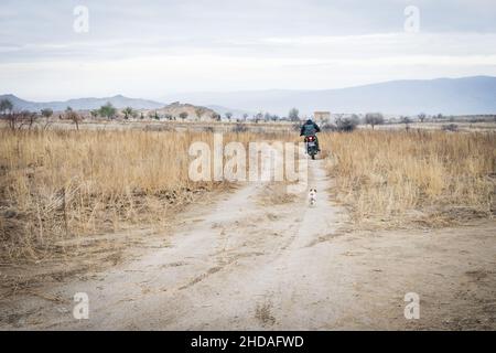 Jack russel Terrier jagt seinen Besitzer auf dem Motorrad in Kappadokien. Treuhvolle Freunde Empfängnis und starin Hunde. Stockfoto