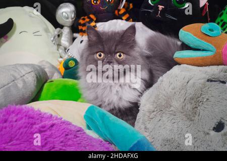 Süße flauschige graue Katze, die in einem Haufen ausgestopfter Tiere sitzt. Stockfoto