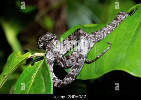 Nebelschlange (Sibon nebulatus), schöne kleine nicht giftige Schneckenfresser Schlange aus Mittelamerika, Tortuguero, Costa Rica Tierwelt Stockfoto