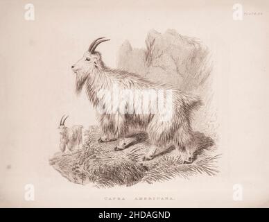Vintage (Zeichnung) Radierung der Rocky Mountain Ziege. Capra Americana. 1829-1837, von J. Murray (Verlag) Stockfoto