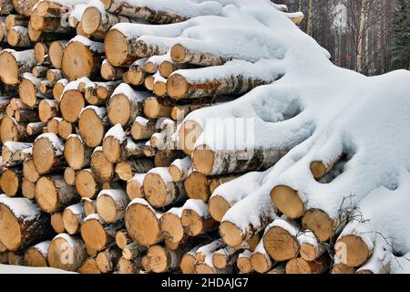 Schneebedeckte Birkenstämme im Winter Stockfoto