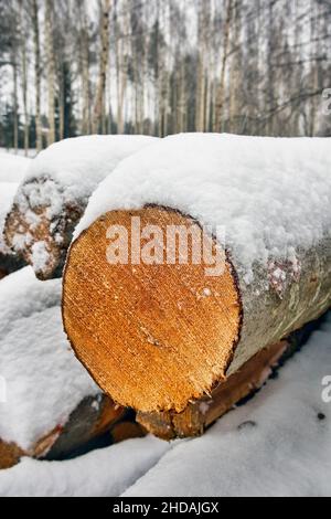 Schneebedeckte Espenbaumstämme im Winter Stockfoto