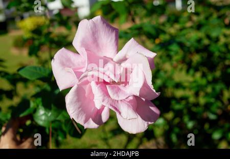 Rosa Rose blühen im Garten Stockfoto