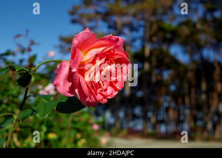 Rote Rosenblüte blüht im Garten Stockfoto