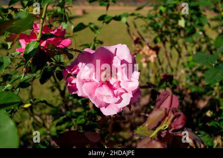 Rosa Rose blühen im Garten Stockfoto
