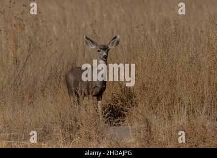 Junger Mule-Hirsch, Odocoileus hemionus, wachsam im Grasland. New Mexico, Winter. Stockfoto