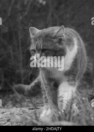 Graustufenaufnahme einer Katze, die im Wald läuft Stockfoto