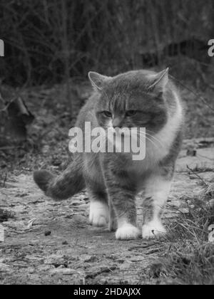 Graustufenaufnahme einer Katze, die im Wald läuft Stockfoto