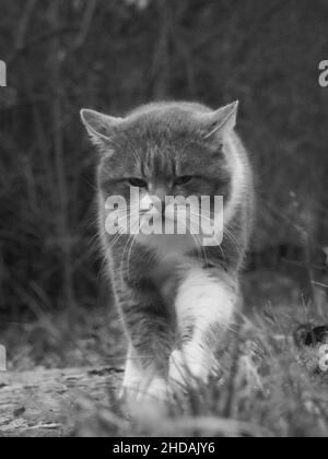 Graustufenaufnahme einer Katze, die im Wald läuft Stockfoto