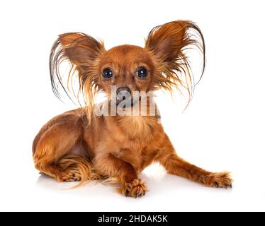 Russkiy Toy vor weißem Hintergrund Stockfoto