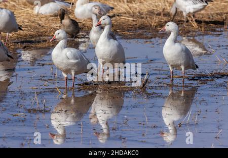 Schneegänse, Anser caerulescens, im Winter auf überschwemmten Feldern. New Mexico. Stockfoto