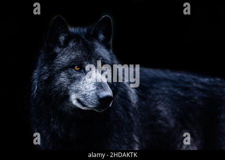 Schwarzer Wolf mit schwarzem Hintergrund Stockfoto