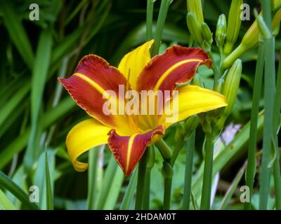 Gelbrote Taglilie Blüten, Hemerocallis fulva / Orange Daylilienblüte, Hemerocallis fulva Stockfoto