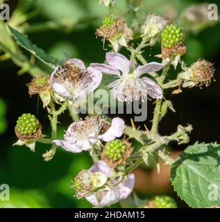 Westliche Honigbiene auf Brombeerblüten, APIs mellifera, Rubus sp. / Honigbiene auf Brombeerblüten, APIs mellifra, Rubus sp. Stockfoto