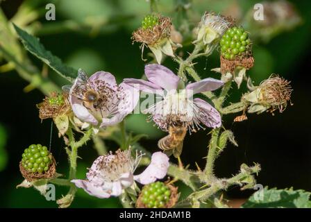 Westliche Honigbienen auf Brombeerblüten, APIs mellifera, Rubus sp. / Honigbiene auf Brombeerblüten, APIs mellifra, Rubus sp. Stockfoto