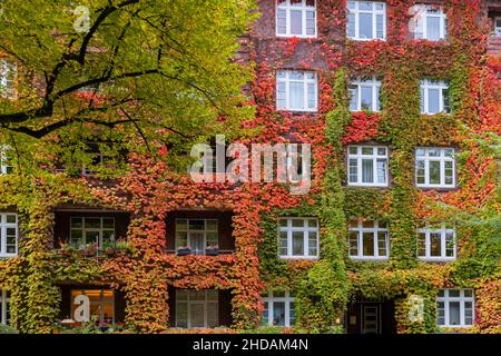 Wilder Wein im Herbst, Parthenocissus tricuspidata / Japanes Ivy im Herbst, Parthenocissus tricuspidata Stockfoto