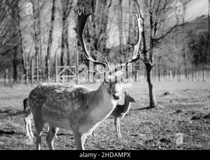 Schwarze und weiße Hirte im Wald, Feltre, Belluno, Italien Stockfoto