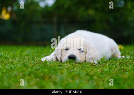 Nahaufnahme eines niedlichen goldenen Retriever-Welpen, der sich auf einem Gras niederlegt und die Kamera anschaut Stockfoto