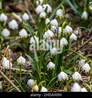 Märzenbecher (Leucojum vernum) Stockfoto