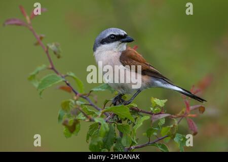 Neuntöter (Lanius Collurio) Männchen Stockfoto