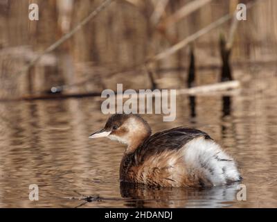 A Little Grebe (Tachybaptus ruficollis) im Winter Gefieder auf dem Wasser im RSPB Dearne Valley Old Moor, einem Naturschutzgebiet in Barmsley, South Yorkshi Stockfoto