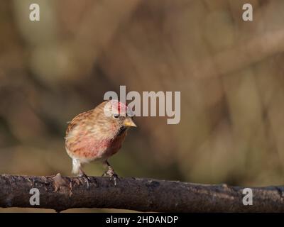 Eine kleinere Rotte (Acanthist Cabaret) an einer Zweigstelle im RSPB Dearne Valley Old Moor, einem Naturschutzgebiet in Barmsley, South Yorkshire. Stockfoto